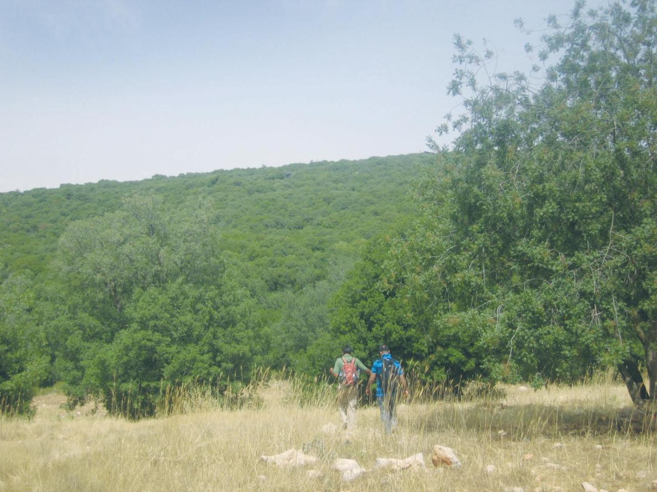 Ajloun Forest Reserve Jarash Esterno foto